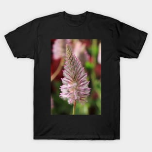 a Beauty T-Shirt